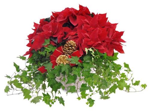 Poinsettia and Ivy Garden Basket by Soderberg's Floral & Gift