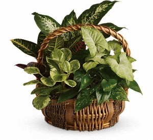 Emerald Garden Basket by Soderberg's Floral & Gift