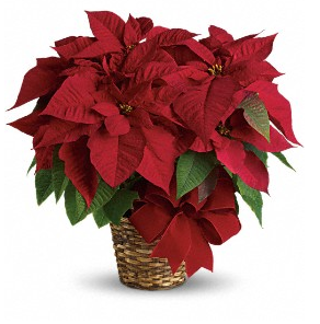 Triple Red Poinsettia by Soderberg's Floral & Gift